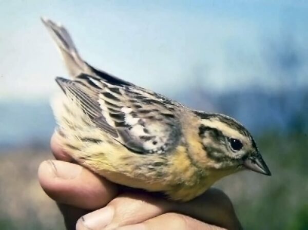 Weidenammer Emberiza aureola Weidenammer Emberiza aureola