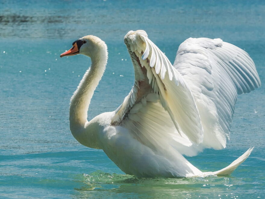 Höckerschwan Cygnus olor