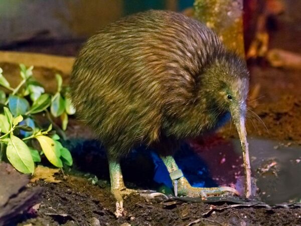 Kiwi aus Neuseeland