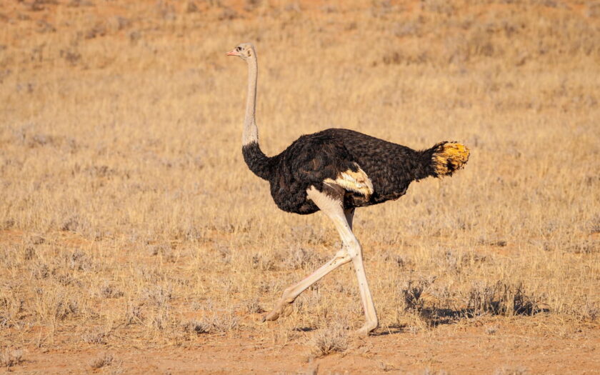 Laufvogel Strauß