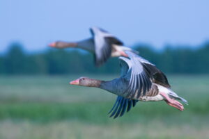 Welche Vögel fliegen in den Süden?