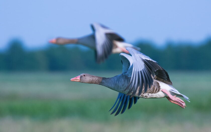 Welche Vögel fliegen in den Süden?