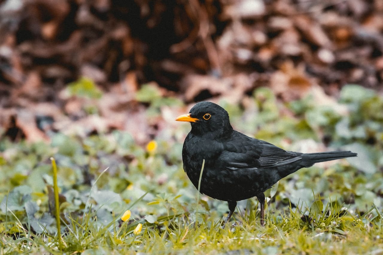 Was Ist Der Unterschied Zwischen Amsel Und Drossel Amsel und Drossel: Entdecke ihre spannenden Unterschiede!