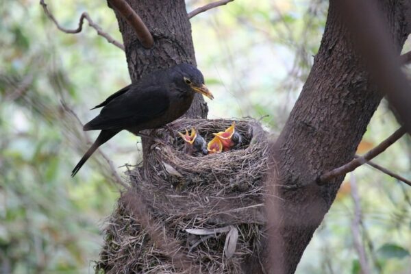 Fütterung Nachwuchs im Nest der Amsel Fütterung Nachwuchs im Nest der Amsel