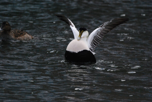 Eiderente beim Start aus dem Wasser Eiderente beim Start aus dem Wasser
