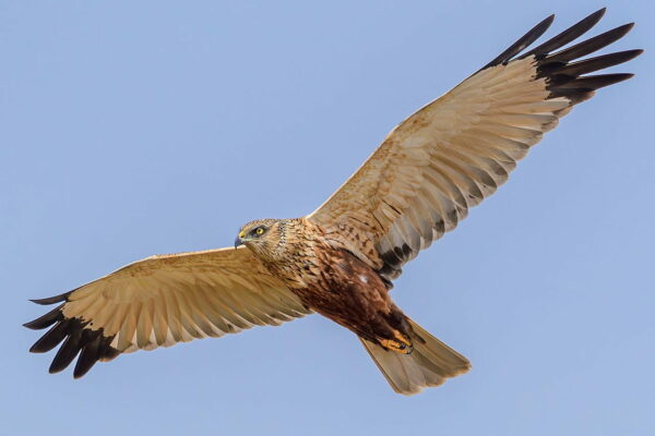 männliche Rohrweihe auf der Jagd Eine männliche Rohrweihe (Circus aeruginosus) beim Jagdflug im Osten Spiekeroogs, Nationalpark Niedersächsisches Wattenmeer.