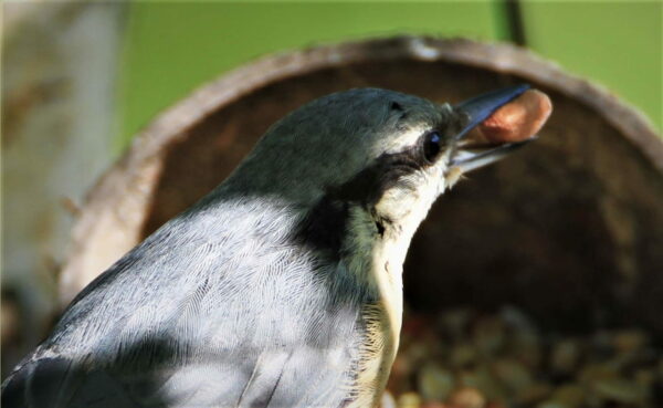 Nüsse für Vögel wie den Kleiber