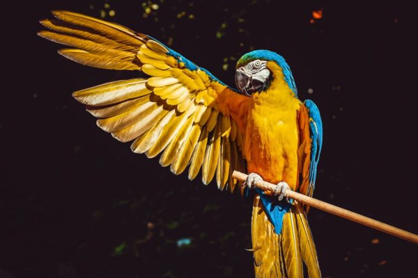 Papagei farbenprächtig