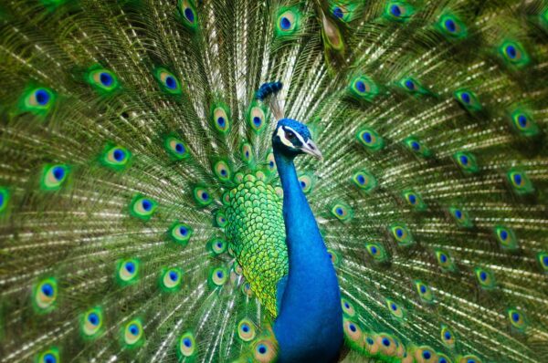 Pfau mit offenen Rad Pfau mit offenen Rad