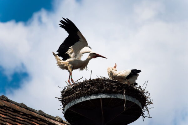 Storchenpaar auf dem Nest