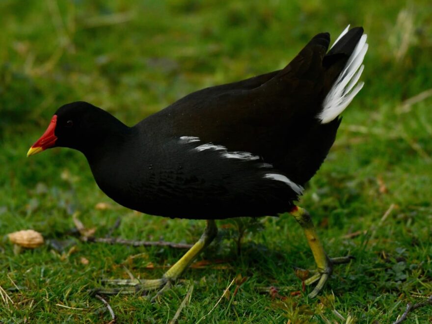 Teichhuhn Teichralle Aussehen