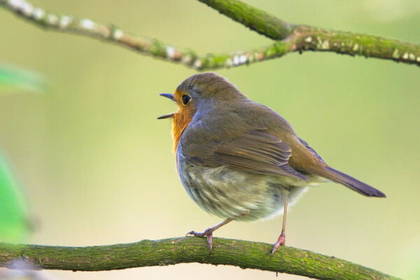 Vogelkommunikation singendes Rotkehlchen