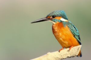 Vogelschutz nicht nur beim Eisvogel