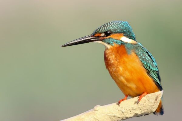 Vogelschutz nicht nur beim Eisvogel Vogelschutz nicht nur beim Eisvogel