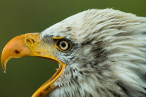 weisskopfseeadler schnabel keine zaehne