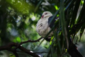 Wo schlafen Vögel? Erkunde die Welt der Vogelschlafplätze!