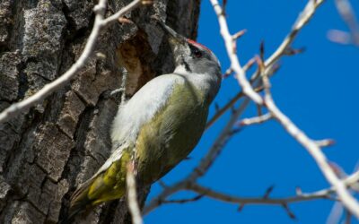Grauspecht Picus canus Aussehen