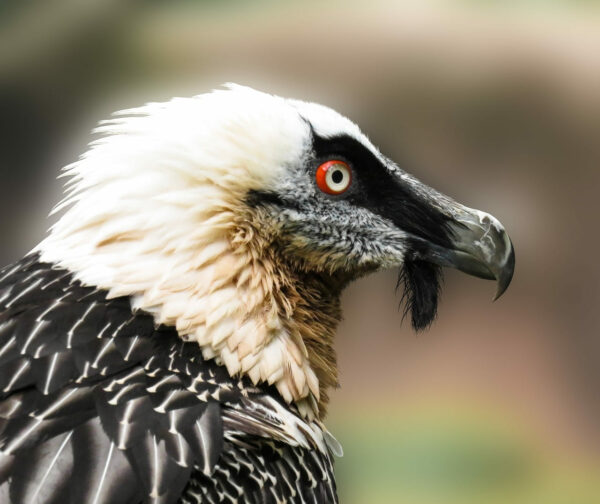 Bartgeier (Gypaetus barbatus) Aussehen Kopf Bartgeier (Gypaetus barbatus) Aussehen Kopf