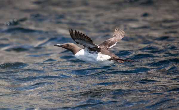 Trottellumme im Flug