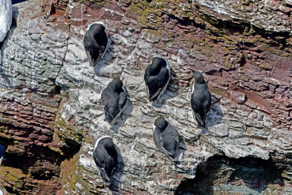 Trottellummen schlafend auf einem Felsen