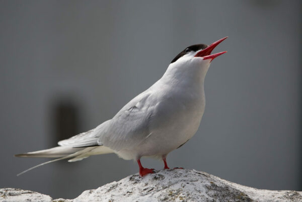 Küstenseeschwalbe Aussehen und Merkmale Küstenseeschwalbe Aussehen und Merkmale