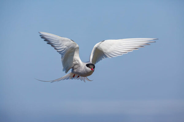 Küstenseeschwalbe im Flug Küstenseeschwalbe im Flug