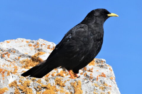 Alpendohle Aussehen und Merkmale