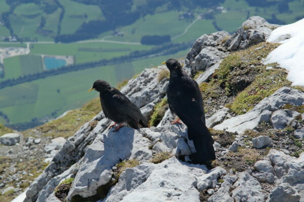 Brutverhalten der Alpendohle Brutverhalten der Alpendohle