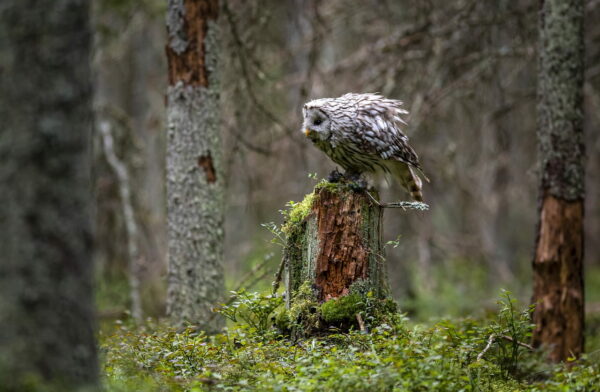 Habichtskauz auf der Jagd Habichtskauz auf der Jagd