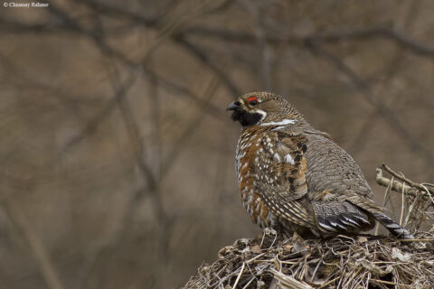 Haselhuhn Tetrastes bonasia Aussehen