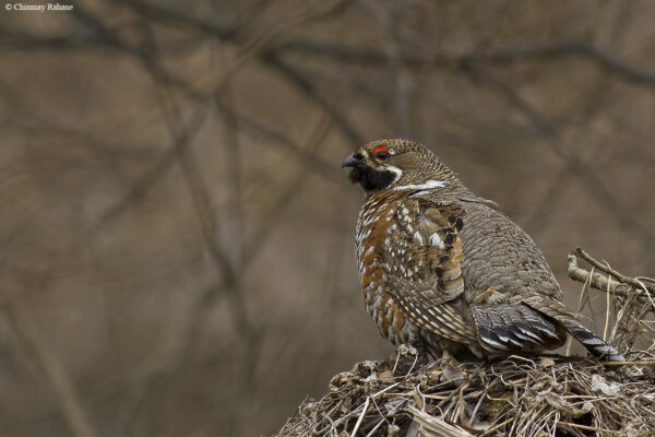 Haselhuhn Tetrastes bonasia Aussehen Haselhuhn Tetrastes bonasia Aussehen