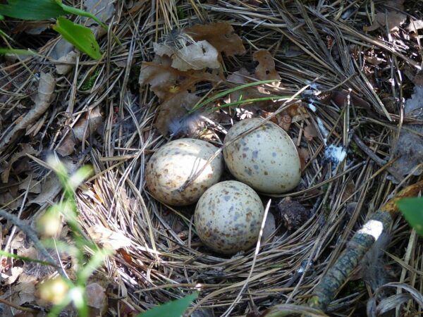 Nest des Haselhuhns mit Eiern Nest des Haselhuhns mit Eiern