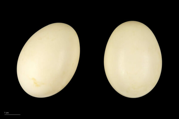 Eier der Knäkente