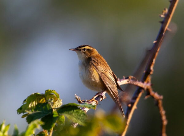Schilfrohrsänger Acrocephalus schoenobaenus Schilfrohrsänger Acrocephalus schoenobaenus
