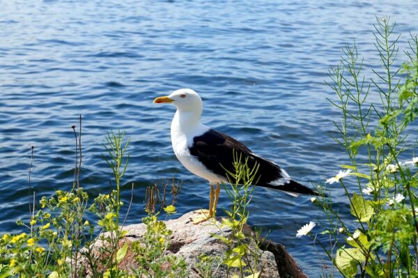 Heringsmöwe Larus fuscus Heringsmöwe Larus fuscus