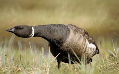 Ringelgans Branta bernicla Aussehen