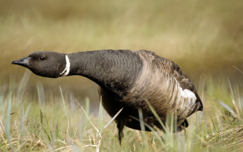 Ringelgans Branta bernicla Aussehen