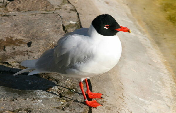 Schwarzkopfmöwe Larus michahellis