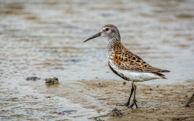 Alpenstrandläufer Calidris alpina Aussehen