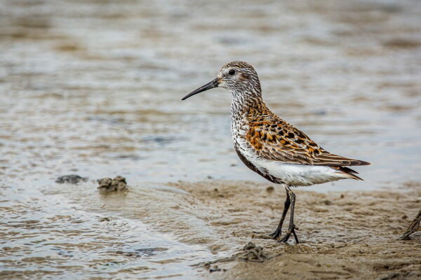 Alpenstrandläufer Calidris alpina Aussehen Alpenstrandläufer Calidris alpina Aussehen