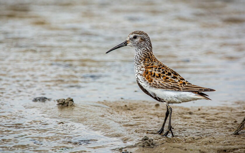 Alpenstrandläufer Calidris alpina Aussehen