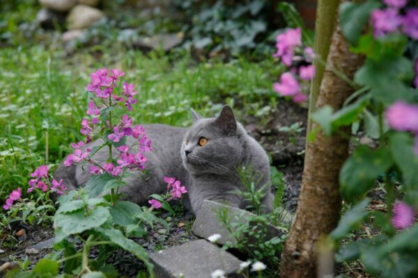 Gefahren für Gartenvögel Katzen Gefahren für Gartenvögel Katzen