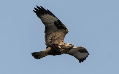 Raufußbussard Aussehen und Merkmale