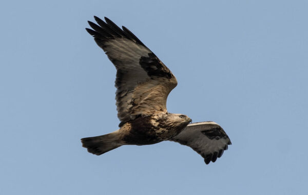 Raufußbussard Aussehen und Merkmale Raufußbussard Aussehen und Merkmale