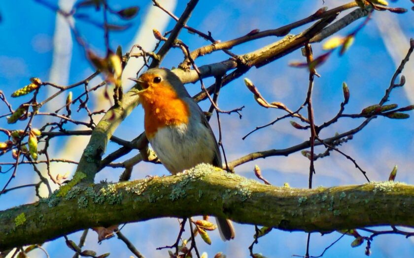 Kategorie Vögel erkennen Vögel im Garten