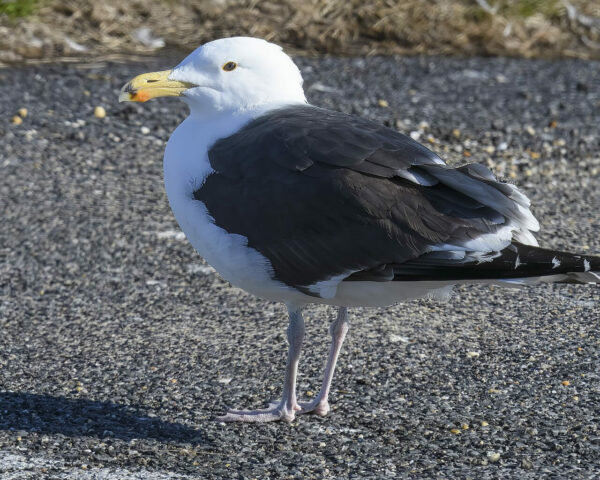 Mantelmöwe Larus marinus Mantelmöwe Larus marinus
