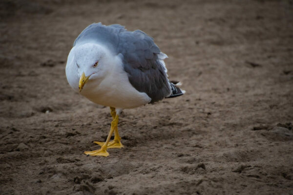 Mittelmeermöwe Larus michahellis Mittelmeermöwe Larus michahellis