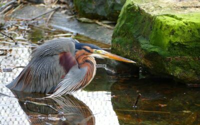 Aussehen und Merkmale des Purpurreiher