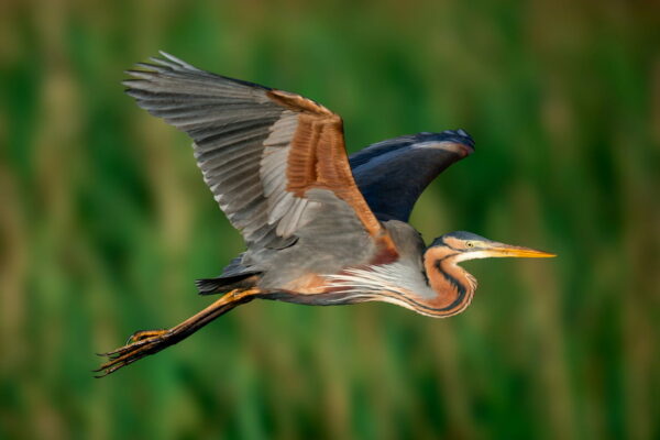 Purpurreiher im Flug Purpurreiher im Flug