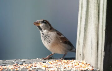 Vogelfutter selbst herstellen